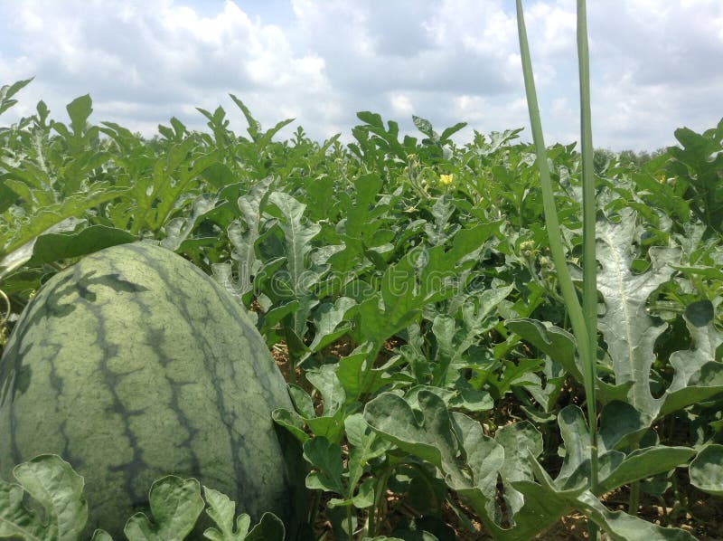 Watermelon farm. stock image. Image of gourmet, ingredient 34774489