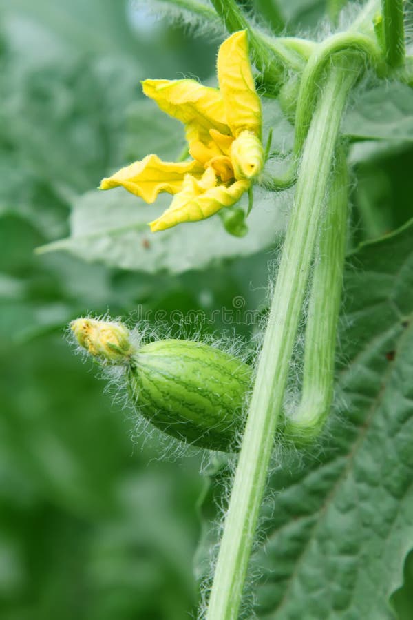 Watermelon flowers stock photo. Image of vegetable, citrullus 21837768