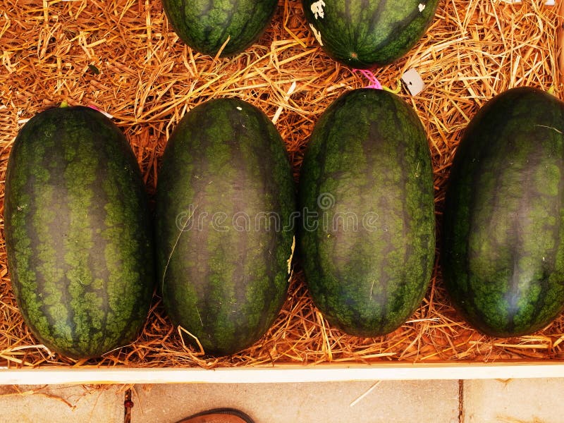 Dark Green Rind Watermelon Stock Photos Free & RoyaltyFree Stock
