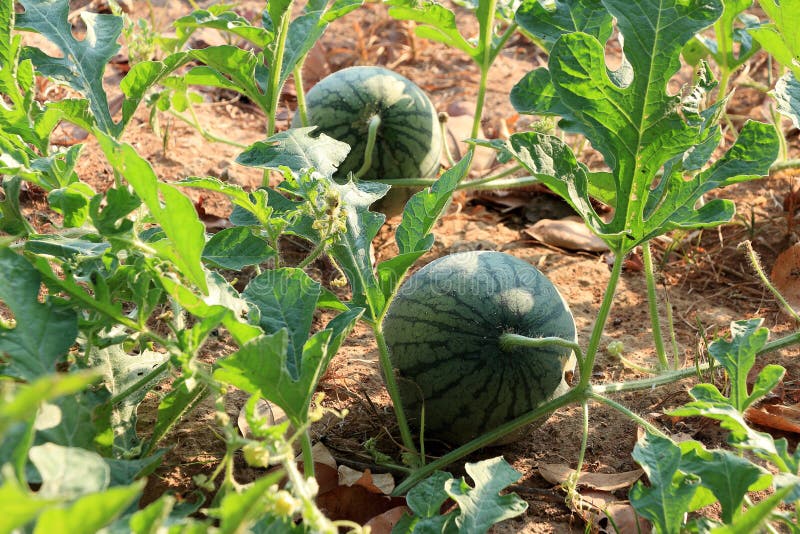 Watermelon in the garden stock photo. Image of vegetable 65276180