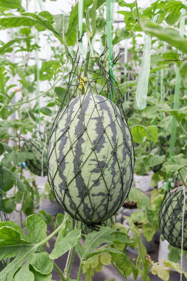 Watermelon in greenhouse stock photo. Image of spring 43599178