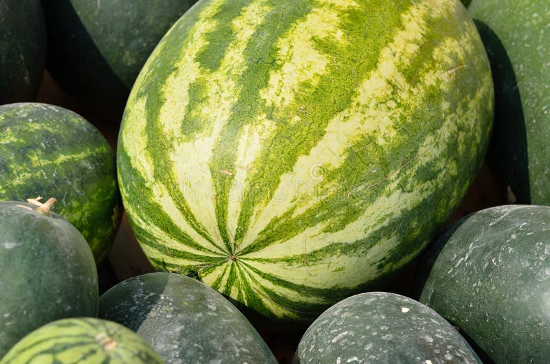 Watermelon Group from a Marketplace Stock Image Image of crop
