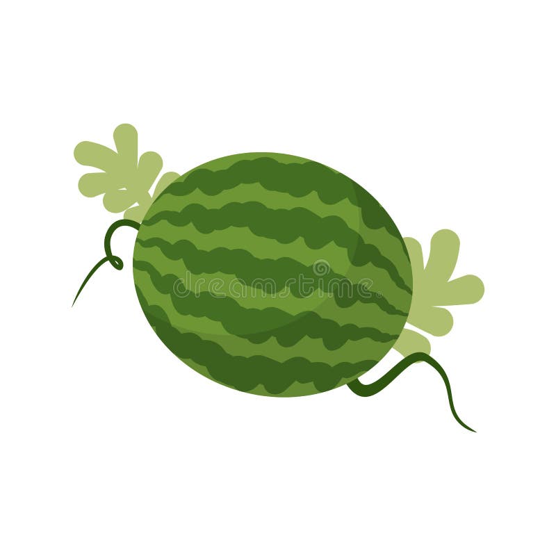 Watermelon Growing Isolated. Fruit with Leaves Stock Vector - Illustration  of nature, agriculture: 81153484