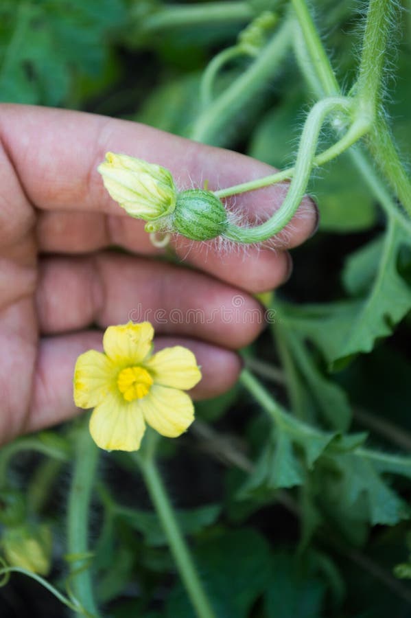 Watermelon Growing on the Vine Stock Image Image of background