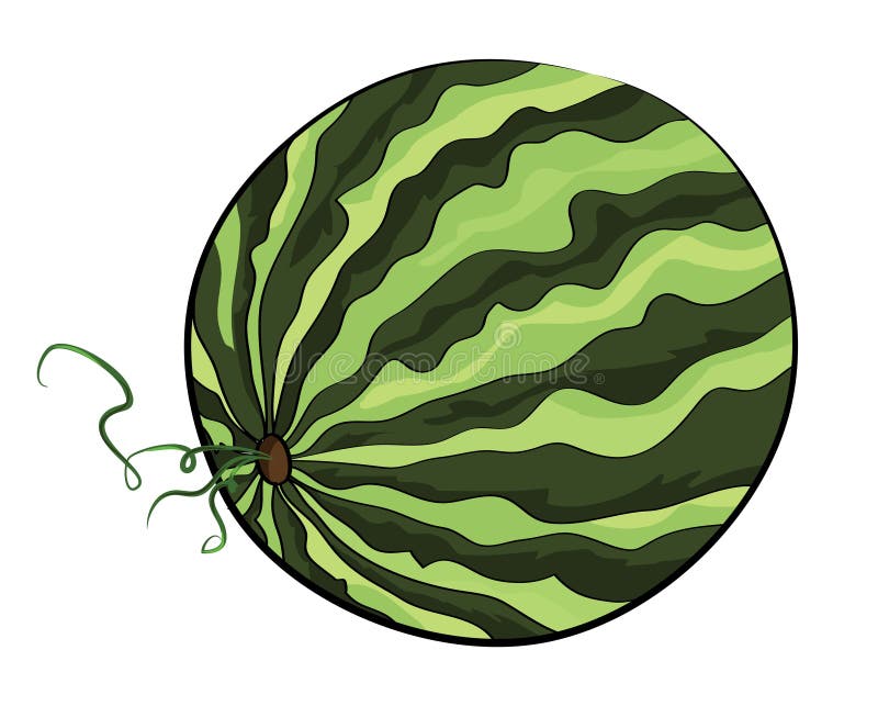 Watermelon illustration stock illustration. Illustration of muscle