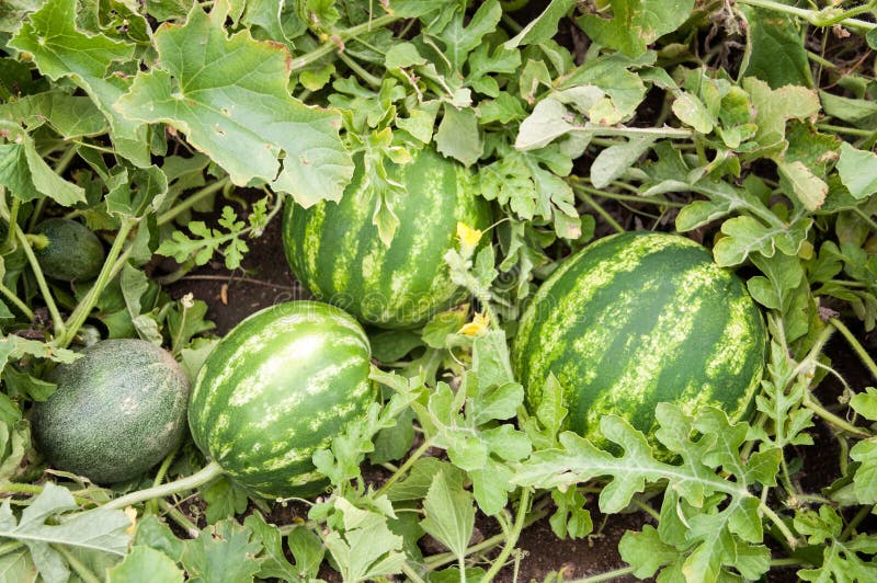 Watermelon and Melon stock photo. Image of watermelon 38318256