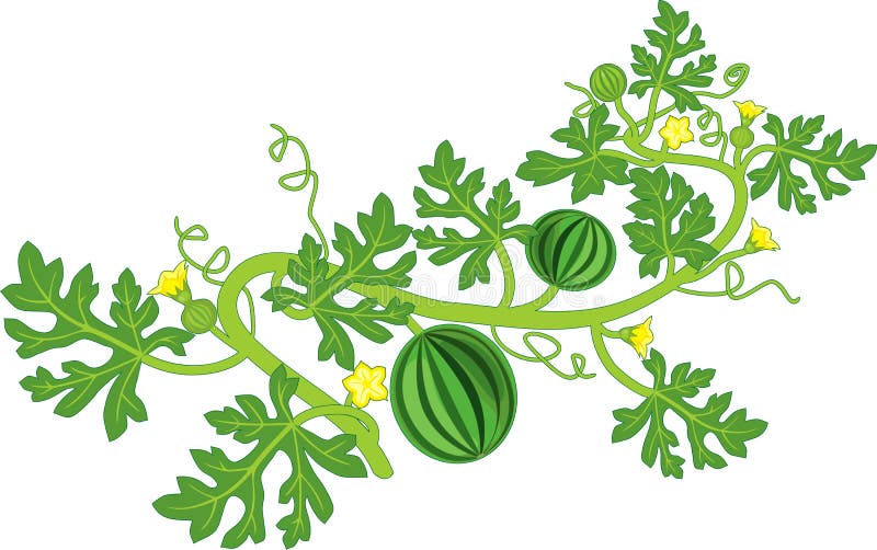 Watermelon Plant Fruits, Flowers, Green on White Background Stock Vector - Illustration of plant, morphology: