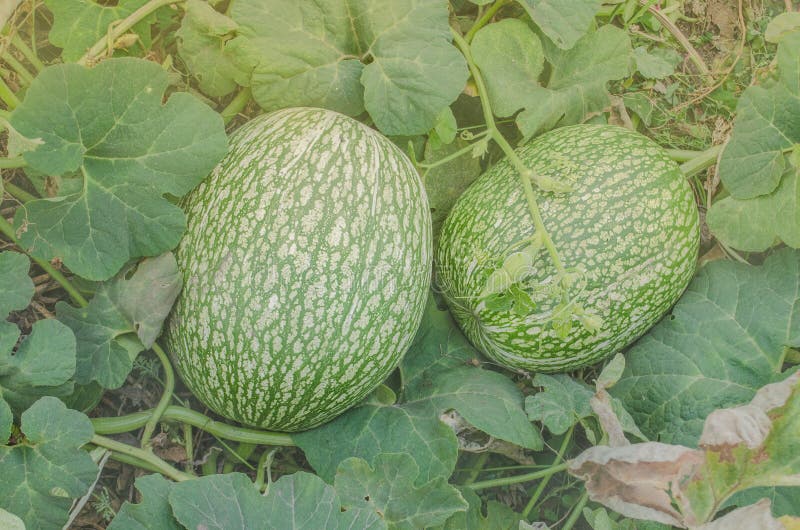 Watermelon and a Pumpkin Cross Stock Photo Image of autumn, farm
