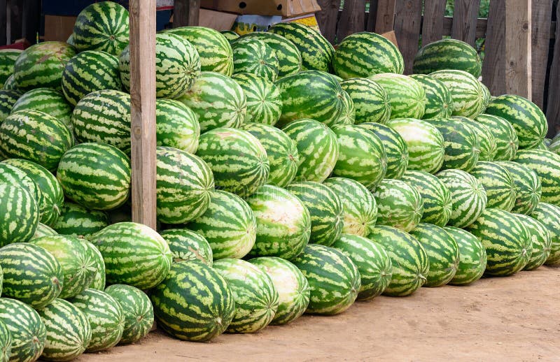 Watermelon for Sale at Market Stall Stock Photo - Image of green, ripe ...