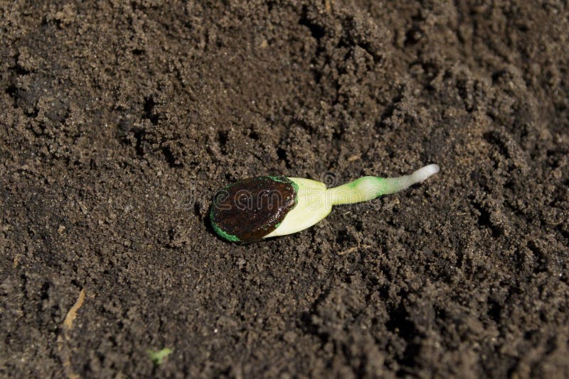 A Watermelon Seed on the Ground Stock Photo Image of leaf, small