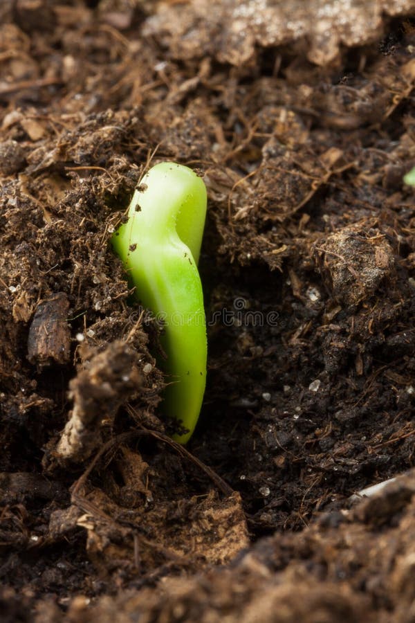 Watermelon seeding stock photo. Image of season, scene 27914942
