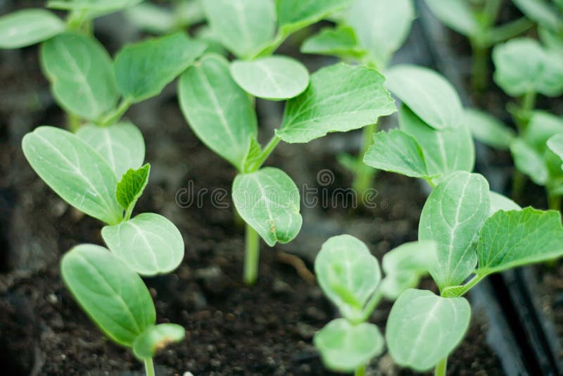 leggy watermelon seedlings leggy watermelon seedlings