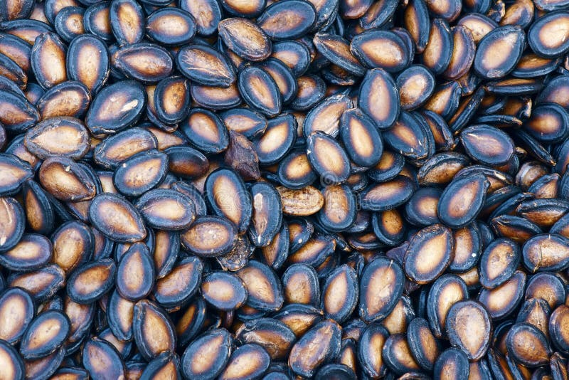 Watermelon seeds stock photo. Image of shells, nutrition 7310222