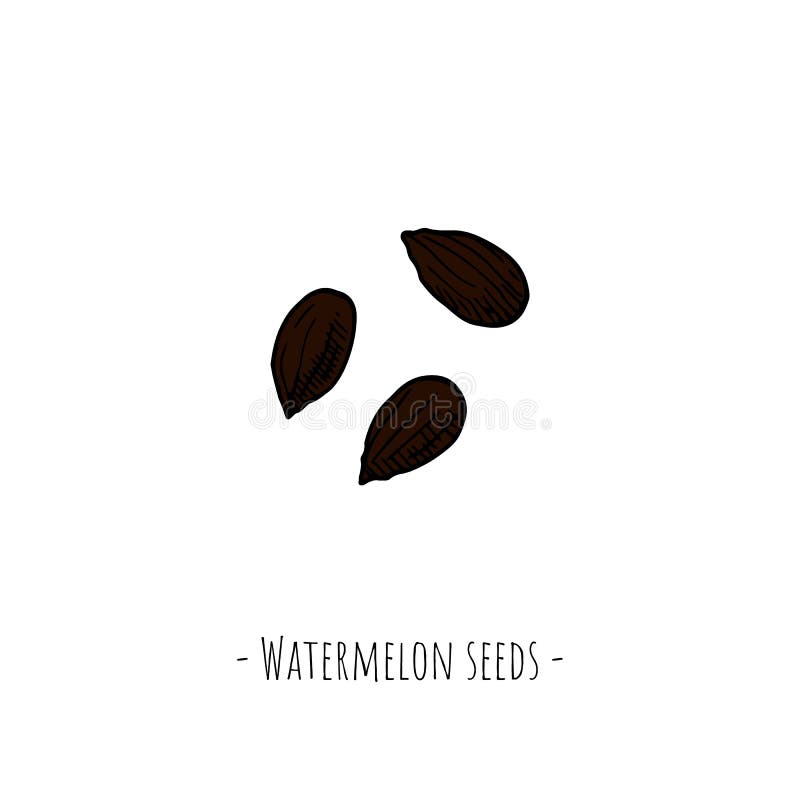 Watermelon Seeds. Hand-drawn Isolated Objects on a White Background. Vector  Cartoon Illustrations. Stock Vector - Illustration of fruit, exotic:  173720148