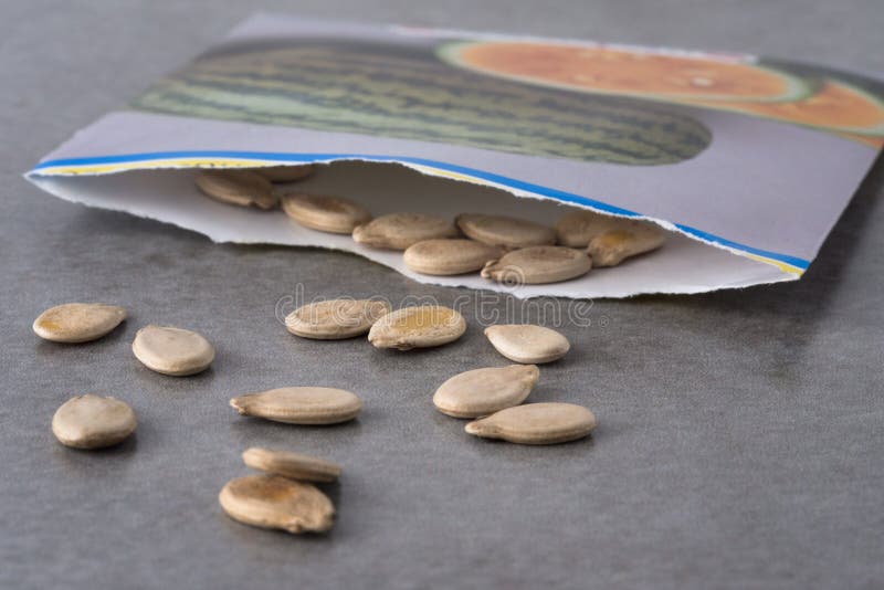 Watermelon Seeds spilling out from a garden seed packet.