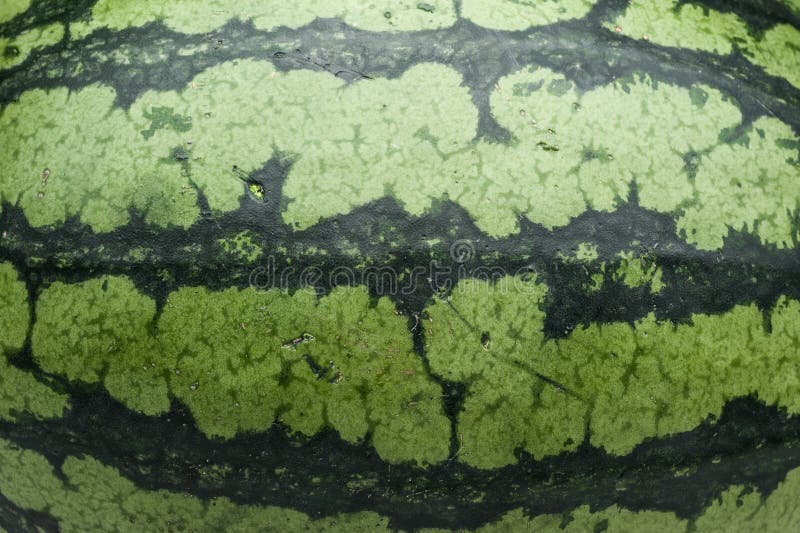Watermelon skin texture stock photo. Image of green, snack 33725852