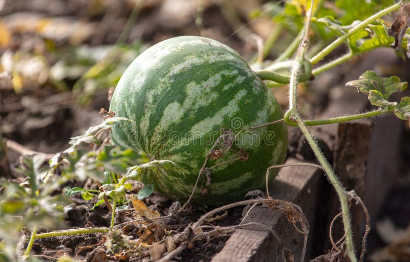 Watermelon in the Vegetable Garden Stock Image Image of watermelon, fruit 273643935