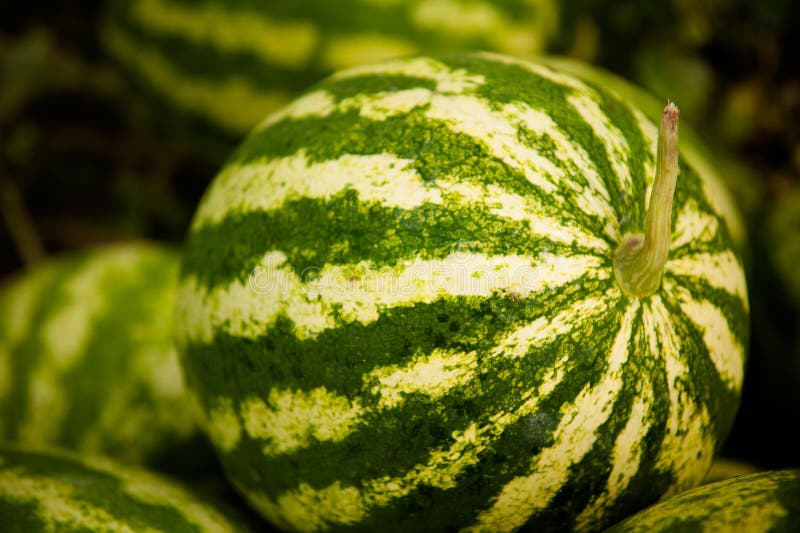 Watermelon in a Vegetable Garden Stock Photo Image of growth, melon
