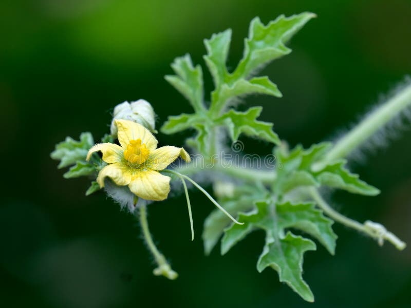 Watermelon Yellow Flower Per Stem Stock Image Image of yellow, nature