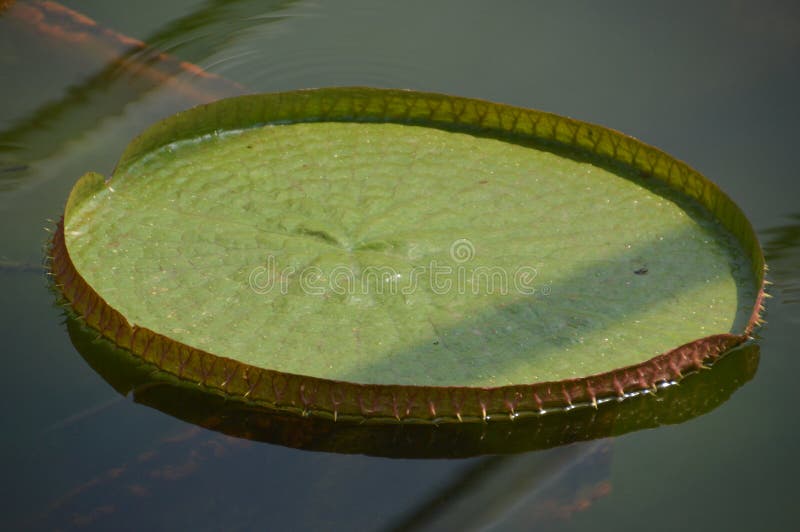 Waterplant: Victoria Amazonica fotos de stock Waterplant: Victoria Amazonica fotos de stock