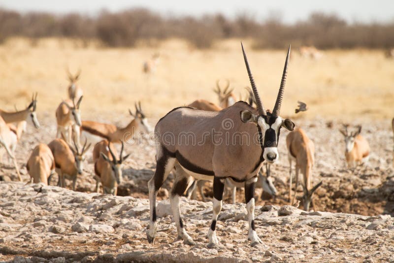Waterpoel Etosha royalty-vrije stock afbeeldingen Waterpoel Etosha royalty-vrije stock afbeeldingen
