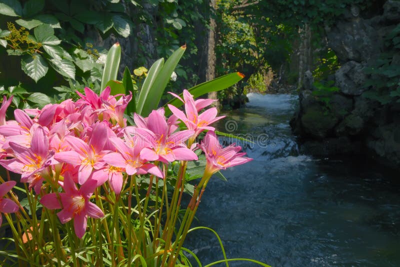 Waterside flowers