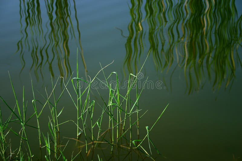 Waterside reeds, reflections