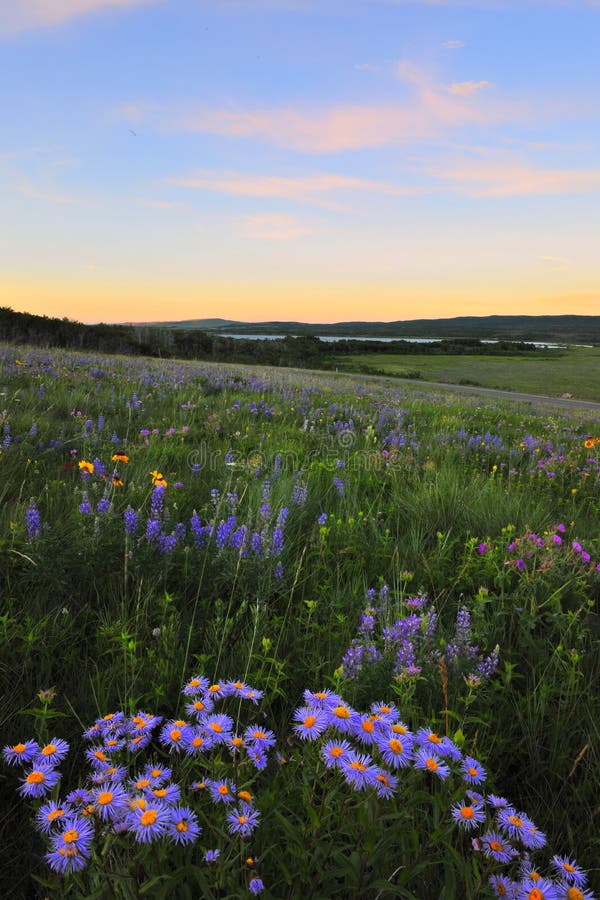 Waterton lake National Park royalty free stock images