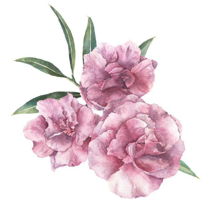 Waterverf bloemenboeket Hand geschilderde die oleander met bladeren en tak op witte achtergrond wordt geïsoleerd botanisch royalty-vrije illustratie Waterverf bloemenboeket Hand geschilderde die oleander met bladeren en tak op witte achtergrond wordt geïsoleerd botanisch royalty-vrije illustratie