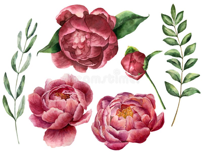 Waterverf bloemenreeks met pioen en groen Hand geschilderde bloemen met bladeren, tak van eucalyptus en rozemarijn stock illustratie Waterverf bloemenreeks met pioen en groen Hand geschilderde bloemen met bladeren, tak van eucalyptus en rozemarijn stock illustratie