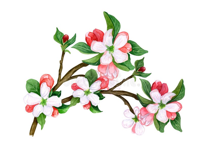 Waterverf Botanisch takje van bladeren en bloemen op witte achtergrond stock illustratie Waterverf Botanisch takje van bladeren en bloemen op witte achtergrond stock illustratie