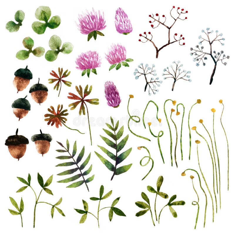 Waterverf botanische elementen stock illustratie Waterverf botanische elementen stock illustratie