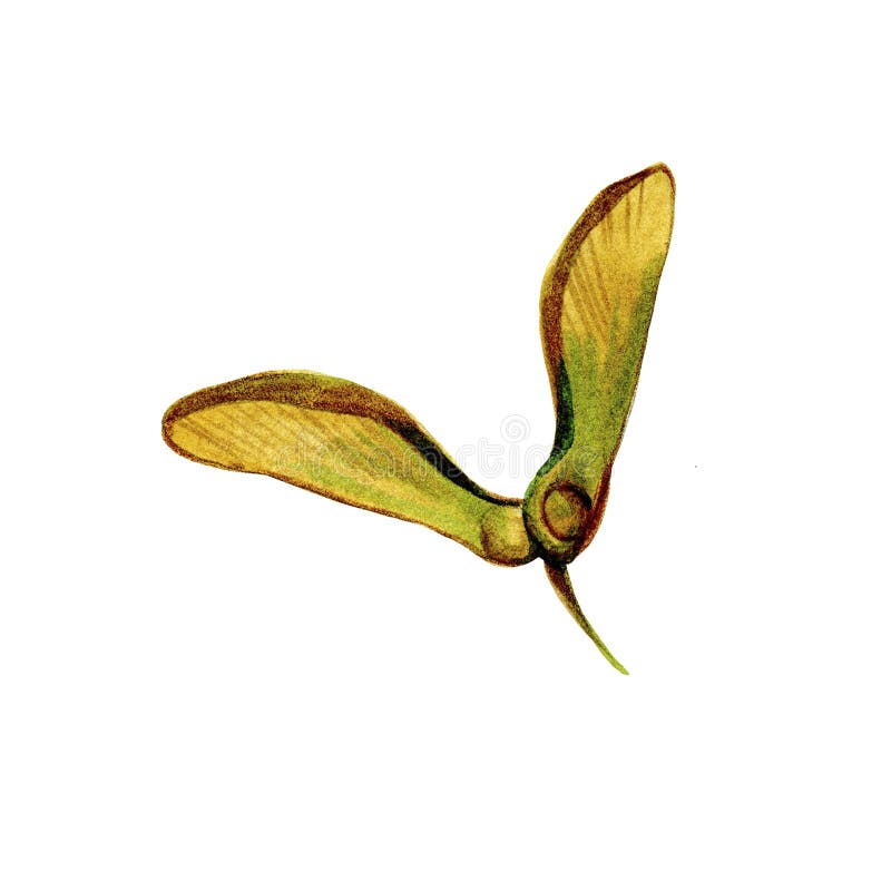 Waterverf botanische illustratie van de gevleugelde boom van de zadenesdoorn die op witte achtergrond wordt geïsoleerd royalty-vrije illustratie Waterverf botanische illustratie van de gevleugelde boom van de zadenesdoorn die op witte achtergrond wordt geïsoleerd royalty-vrije illustratie