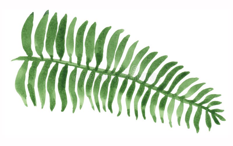 Waterverf Fern Painting royalty-vrije illustratie Waterverf Fern Painting royalty-vrije illustratie