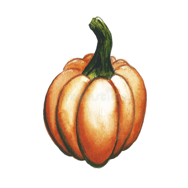 Waterverf geschilderde inzameling van de herfstgroenten De hand getrokken verse die elementen van het voedselontwerp op witte ach vector illustratie Waterverf geschilderde inzameling van de herfstgroenten De hand getrokken verse die elementen van het voedselontwerp op witte ach vector illustratie