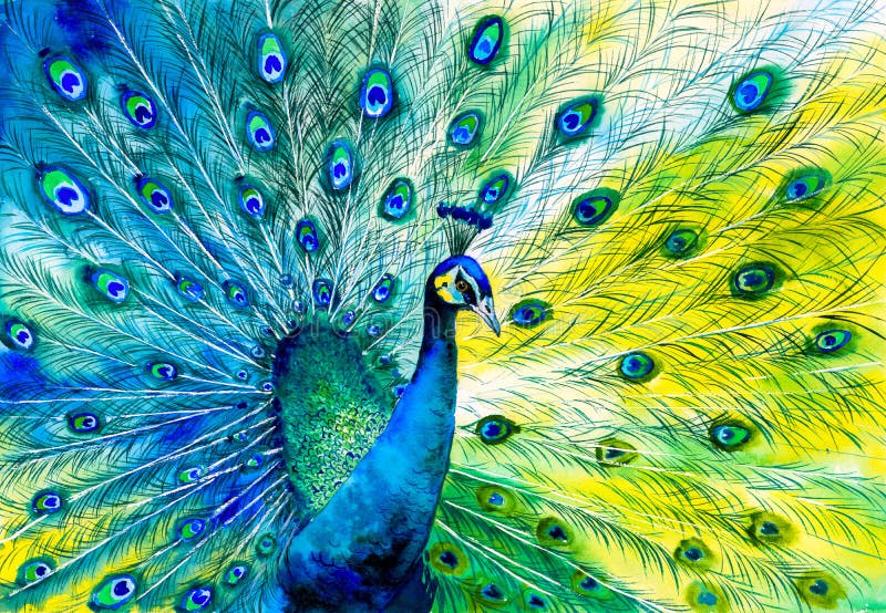 Watercolor Painting of Colorful peacock tail feathers. Watercolor Painting of Colorful peacock tail feathers