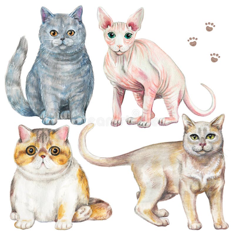 Waterverf met vier verschillende rassen van katten wordt geplaatst die vector illustratie Waterverf met vier verschillende rassen van katten wordt geplaatst die vector illustratie