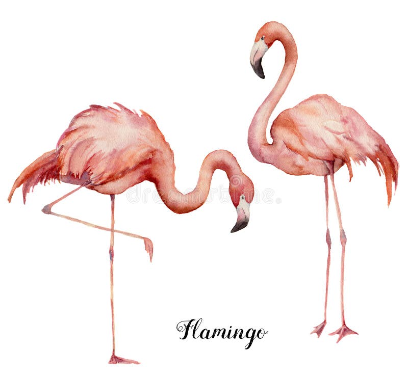 Waterverf twee roze flamingoreeks De hand schilderde heldere exotische die vogels op witte achtergrond worden geïsoleerd Wilde he vector illustratie Waterverf twee roze flamingoreeks De hand schilderde heldere exotische die vogels op witte achtergrond worden geïsoleerd Wilde he vector illustratie