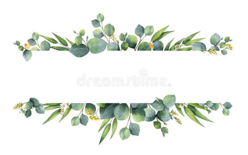 Watercolor vector hand painted green floral banner with silver dollar eucalyptus isolated on white background. Healing Herbs for cards, wedding invitation, posters, save the date or greeting design. Watercolor vector hand painted green floral banner with silver dollar eucalyptus isolated on white background. Healing Herbs for cards, wedding invitation, posters, save the date or greeting design.