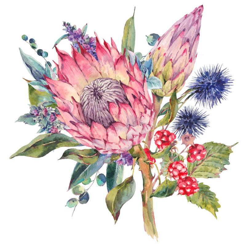 Waterverfboeket van protea en wildflowers