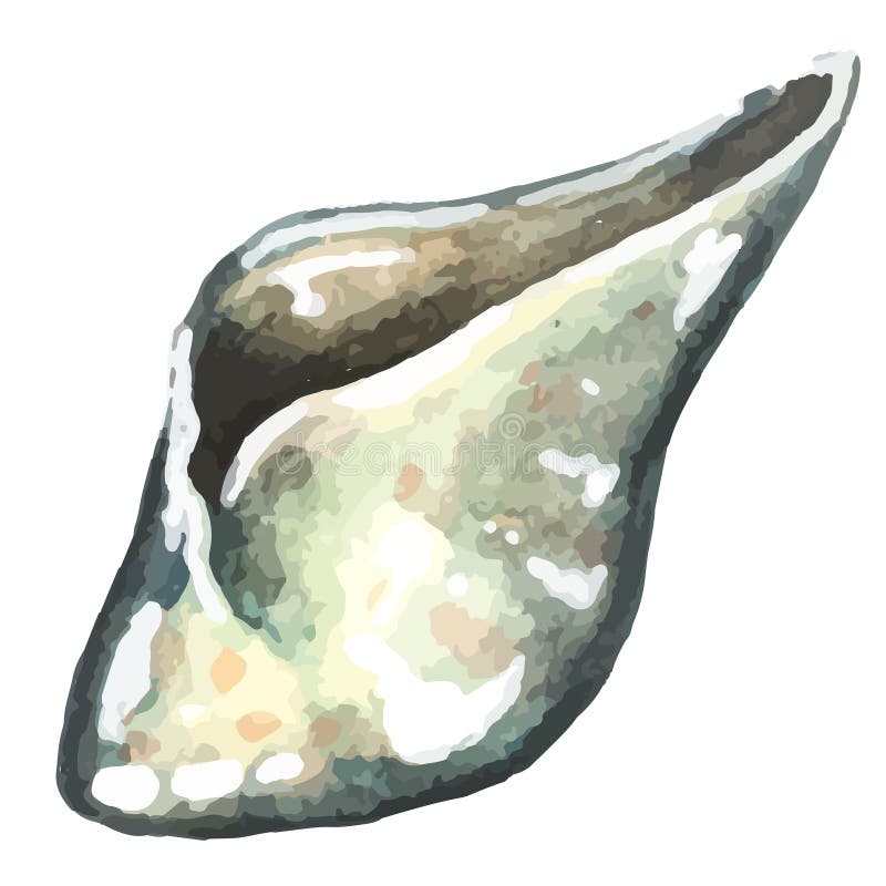 Waterverfhand getrokken overzeese shell royalty-vrije illustratie Waterverfhand getrokken overzeese shell royalty-vrije illustratie