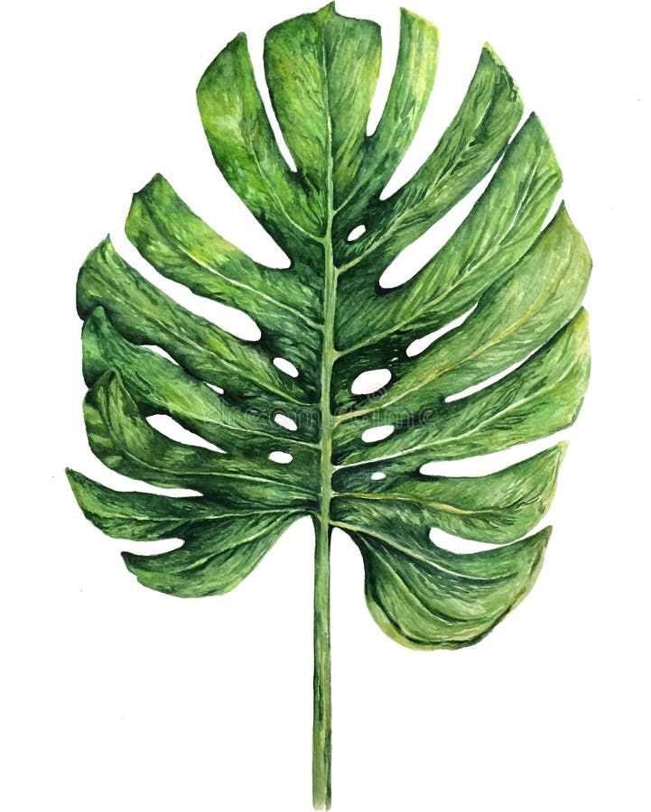 Waterverfillustratie van bladeren van boho de tropische monstera op witte achtergrond royalty-vrije illustratie Waterverfillustratie van bladeren van boho de tropische monstera op witte achtergrond royalty-vrije illustratie