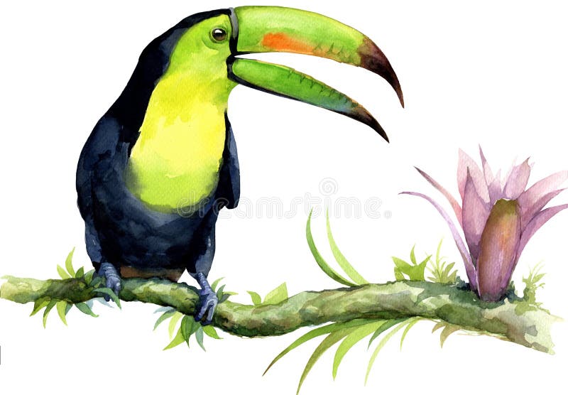 Waterverfillustratie van toekan op een tak met een exotische bloem stock illustratie Waterverfillustratie van toekan op een tak met een exotische bloem stock illustratie