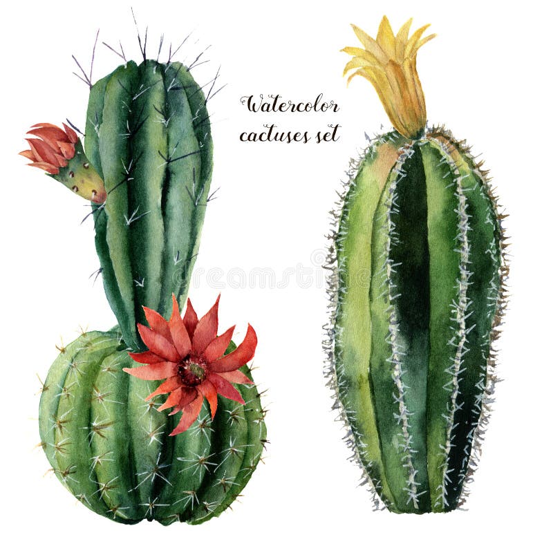 Waterverfkaart met groene cactus en bloemen Hand geschilderde cereus met rode en gele die bloem op wit wordt geïsoleerd vector illustratie Waterverfkaart met groene cactus en bloemen Hand geschilderde cereus met rode en gele die bloem op wit wordt geïsoleerd vector illustratie