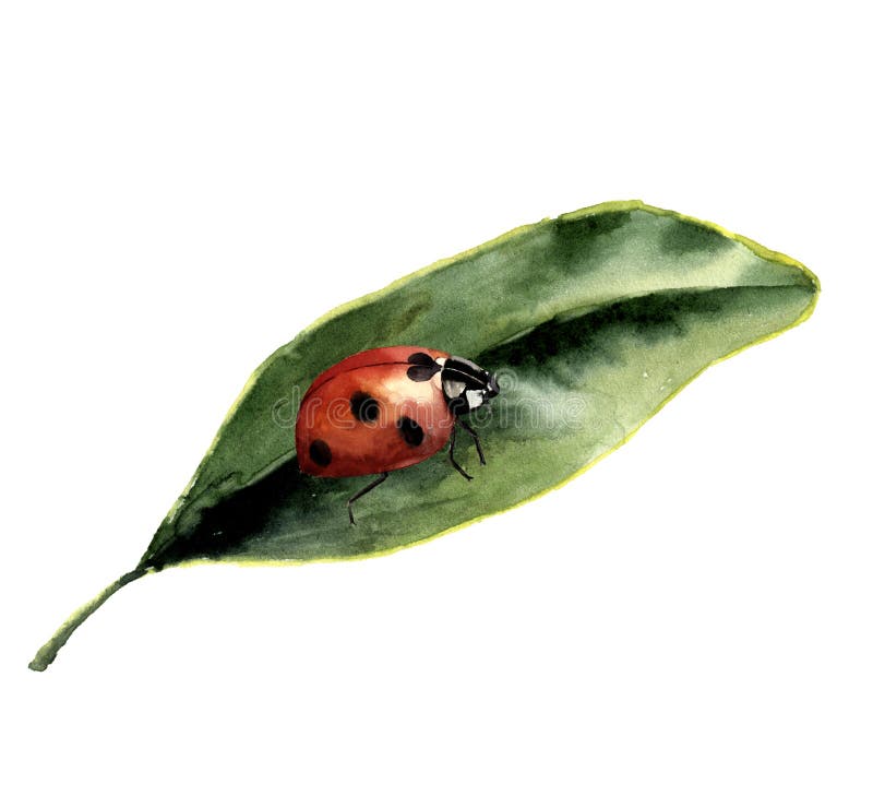 Watercolor ladybug with leaf. Nature card with ladybird. Insect illustration isolated on white background. For design or print. Watercolor ladybug with leaf. Nature card with ladybird. Insect illustration isolated on white background. For design or print.