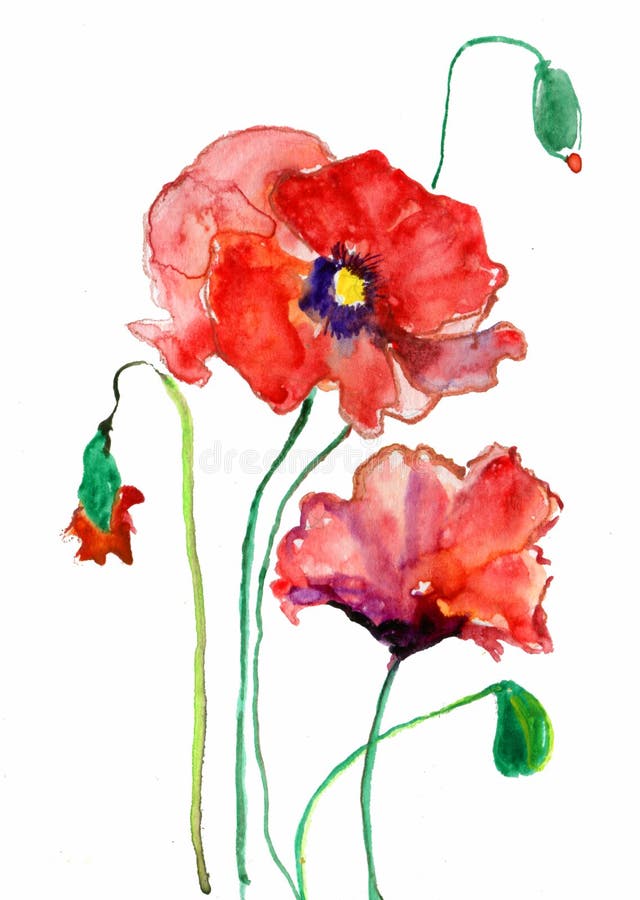 Colorful poppy flowers, watercolor illustration. Colorful poppy flowers, watercolor illustration