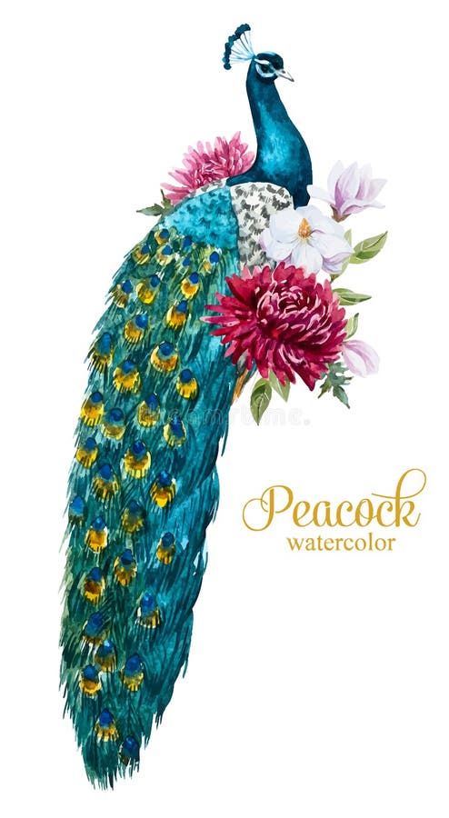 Beautiful image with nice watercolor hand drawn peacock with flowers. Beautiful image with nice watercolor hand drawn peacock with flowers