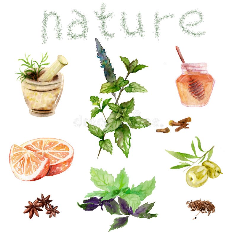 Waterverftekeningen van natuurlijke schoonheidsmiddelen: munt, basilicum, honing, olijven, sinaasappel vector illustratie Waterverftekeningen van natuurlijke schoonheidsmiddelen: munt, basilicum, honing, olijven, sinaasappel vector illustratie