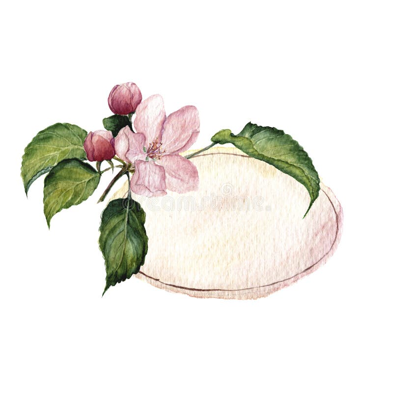 Watercolor vignette with with apple blossoms and leaves. Botanical illustration. Watercolor vignette with with apple blossoms and leaves. Botanical illustration