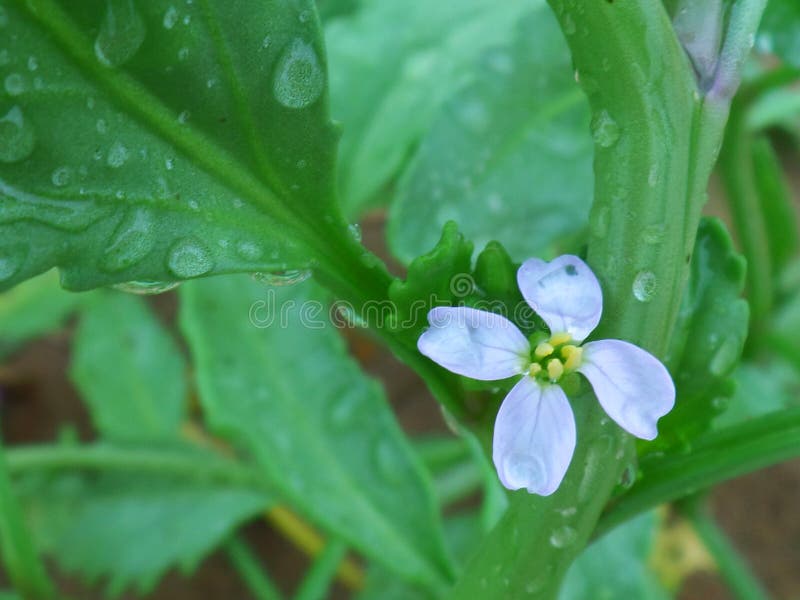 Watery Greens Picture. Image 97381377